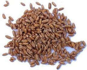 Farro Perlato